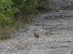 Troglodytes aedon