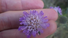 Knautia arvernensis