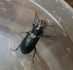 Platycerus