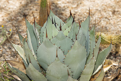 Agave parryi parryi