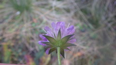 Knautia arvernensis