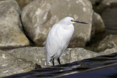 Egretta thula