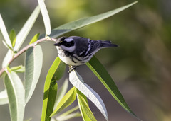 Setophaga nigrescens