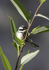 Setophaga nigrescens