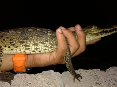 Crocodylus acutus