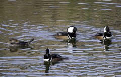 Lophodytes cucullatus