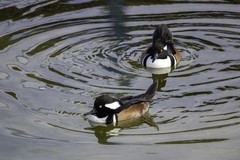Lophodytes cucullatus