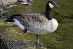 Branta canadensis