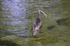 Plegadis chihi