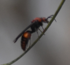 Timulla compressicornis