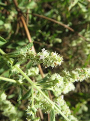 Asterohyptis stellulata