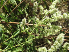 Asterohyptis stellulata