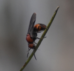 Timulla compressicornis