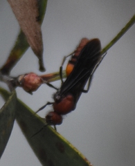 Timulla compressicornis