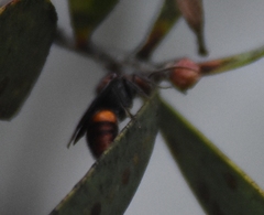 Timulla compressicornis