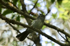 Trochocercus cyanomelas