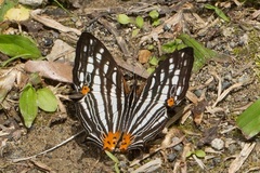 Cyrestis maenalis