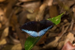 Tanaecia iapis puseda