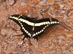 Heraclides thoas brasiliensis