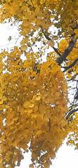 Cassia fistula