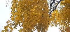 Cassia fistula