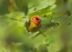 Piranga erythrocephala