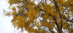 Cassia fistula