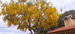 Cassia fistula