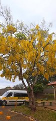 Cassia fistula