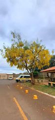 Cassia fistula