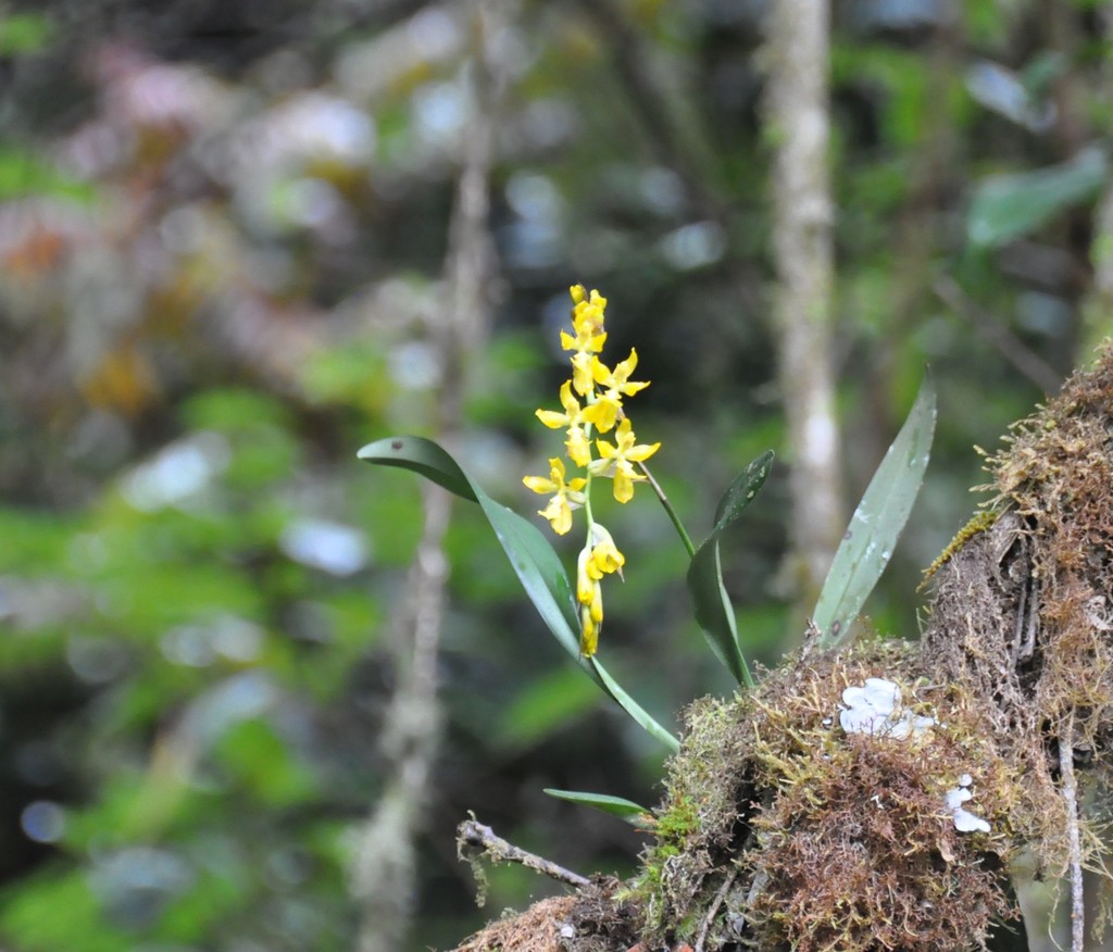 Oncidium imitans