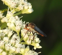 Heteropogon macerinus