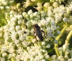 Heteropogon macerinus