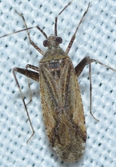 Phytocoris juniperi