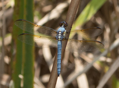 Libellula flavida