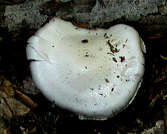 Cortinarius camphoratus