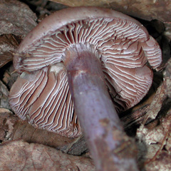 Cortinarius camphoratus