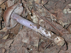 Cortinarius camphoratus