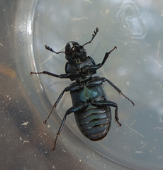 Platycerus