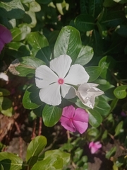 Catharanthus roseus