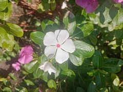 Catharanthus roseus