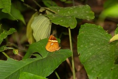 Xanthotaenia busiris