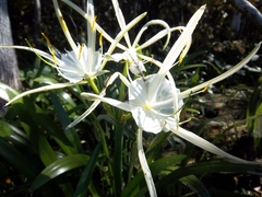 Hymenocallis rotata