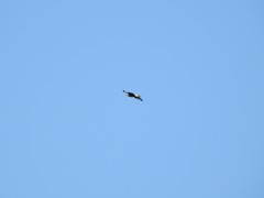 Caracara plancus