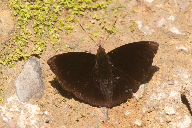 Black Prince