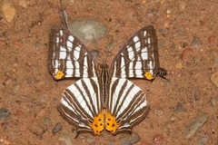 Cyrestis maenalis