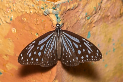 Luzon Glassy Tiger