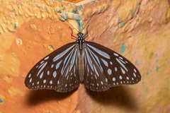 Parantica luzonensis