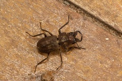 Eulepidius luridus