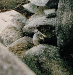 Petrogale mareeba